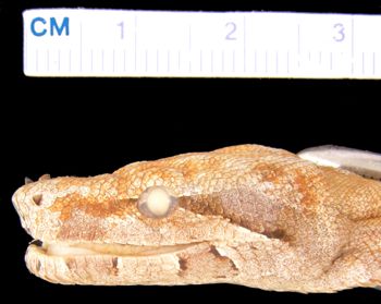 Media type: image; Herpetology R-16700